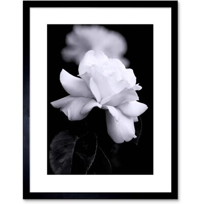 Artery8 - Photo Nature Rose - Black White Artery8 - Photo Nature Rose - Black White