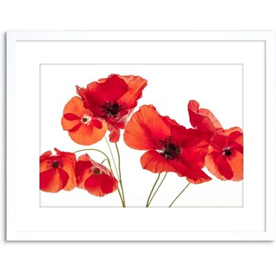 Artery8 - Photo Nature Flower Poppy Heads - Red - Wall Art Artery8 - Photo Nature Flower Poppy Heads - Red - Wall Art