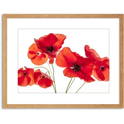 Artery8 - Photo Nature Flower Poppy - Red Petals - Wall Art Print Artery8 - Photo Nature Flower Poppy - Red Petals - Wall Art Print