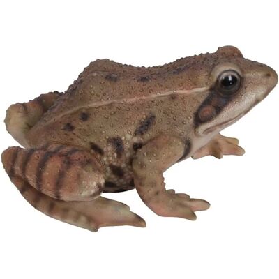 Vivid Arts Vivid Arts Grenouille de la Vie Réelle - Ornement de Grenouille - Publicité Vivid Arts Vivid Arts Grenouille de la Vie Réelle - Ornement de Grenouille - Publicité