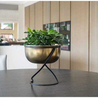 Ivyline - Kensington - Brass - Round - Planter Ivyline - Kensington - Brass - Round - Planter