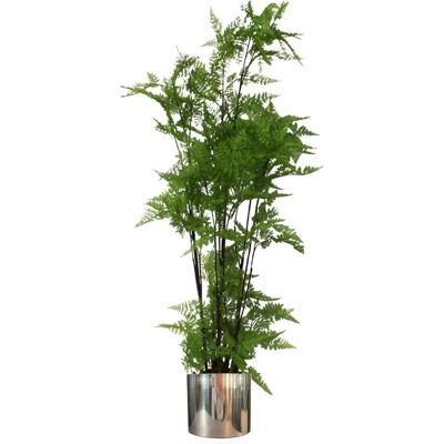 Generic - Moss Fern 150 - Natural Moss Base - Artificial Plant Generic - Moss Fern 150 - Natural Moss Base - Artificial Plant