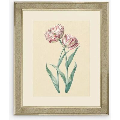 Brookpace - Lascelles Tulips I - Pink/Multi - Framed print Brookpace - Lascelles Tulips I - Pink/Multi - Framed print