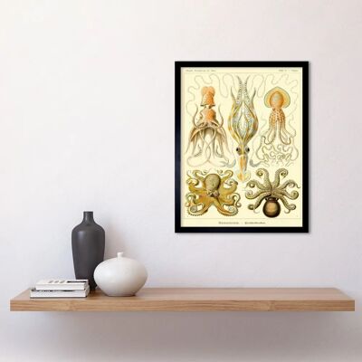 Artery8 - Ernst Haeckel Octopus Gamochonia - 12x16 inch - Art Print Artery8 - Ernst Haeckel Octopus Gamochonia - 12x16 inch - Art Print