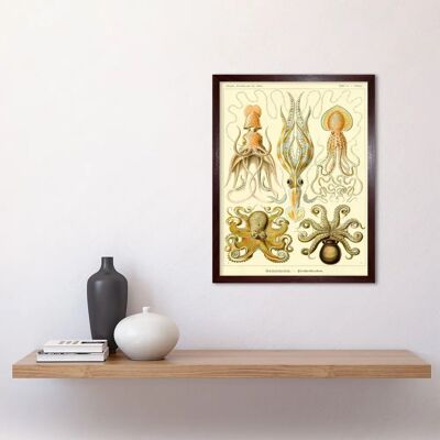 Artery8 - Ernst Haeckel Octopus Gamochonia - 12x16 - Art Print Artery8 - Ernst Haeckel Octopus Gamochonia - 12x16 - Art Print