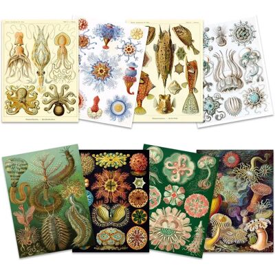 Artery8 PP00034 - 8 Art Prints - Nature & Vintage Artery8 PP00034 - 8 Art Prints - Nature & Vintage