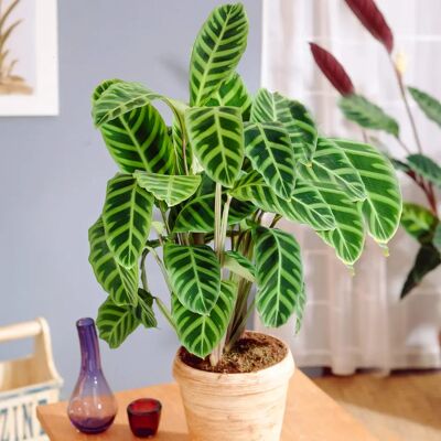 Gardeners Dream Calathea Zebrina - Plante - Publicité Gardeners Dream Calathea Zebrina - Plante - Publicité