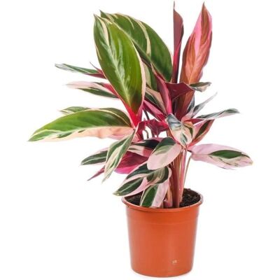 Gardeners Dream Calathea Triostar - Plante - Publicité Gardeners Dream Calathea Triostar - Plante - Publicité