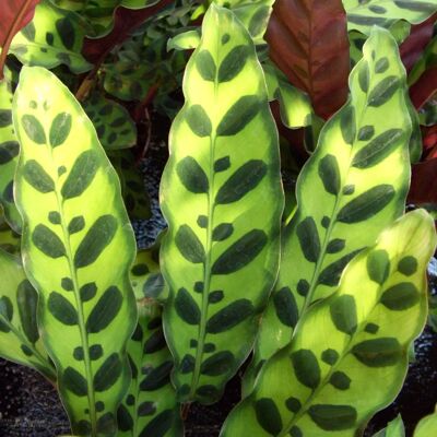 Gardeners Dream Calathea Serpent Plant - Plante d'Intérieur Cadeau 40-50cm - Publicité Gardeners Dream Calathea Serpent Plant - Plante d'Intérieur Cadeau 40-50cm - Publicité