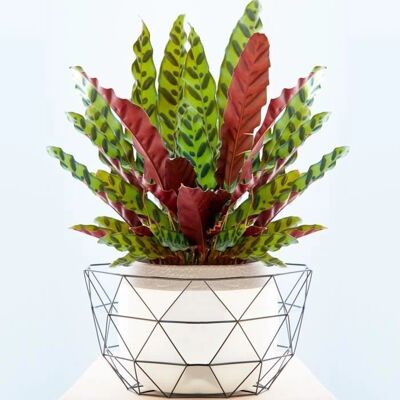 Gardeners Dream Calathea Insignis - Plante - Publicité Gardeners Dream Calathea Insignis - Plante - Publicité