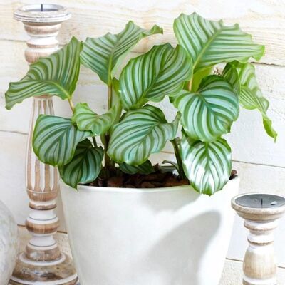 Gardeners Dream Calathea Orbifolia - plant Gardeners Dream Calathea Orbifolia - plant