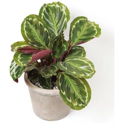Gardeners Dream Calathea Medallion - Plant Gardeners Dream Calathea Medallion - Plant