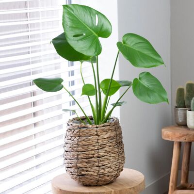 Gardeners Dream - Monstera - 40-50 cm - Plant - Publicité Gardeners Dream - Monstera - 40-50 cm - Plant - Publicité