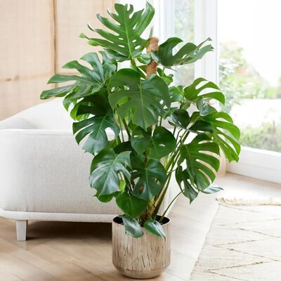 Gardeners Dream Monstera - Plante purifiante d'air - 40-50cm - Publicité Gardeners Dream Monstera - Plante purifiante d'air - 40-50cm - Publicité