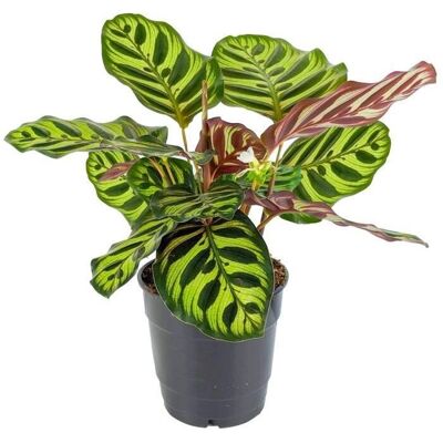 Gardeners Dream - Calathea Makoyana - Peacock - Potted Plant Gardeners Dream - Calathea Makoyana - Peacock - Potted Plant