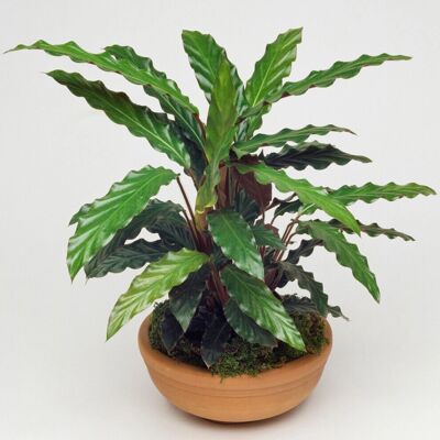 Gardeners Dream Calathea Elgergrass - Plante - Publicité Gardeners Dream Calathea Elgergrass - Plante - Publicité