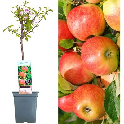 Gardeners Dream - Elstar Patio Fruit Tree Collection - Publicité Gardeners Dream - Elstar Patio Fruit Tree Collection - Publicité