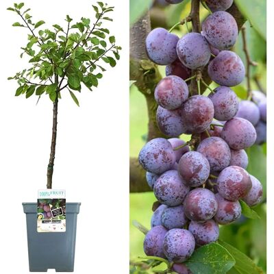 Gardeners Dream - Opal - Patio - fruit tree collection Gardeners Dream - Opal - Patio - fruit tree collection