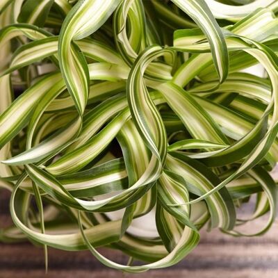 Gardeners Dream Chlorophytum Bonnie - Plant Gardeners Dream Chlorophytum Bonnie - Plant