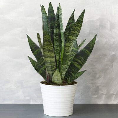 Gardeners Dream Sansevieria Coral Noire - Plante - Publicité Gardeners Dream Sansevieria Coral Noire - Plante - Publicité