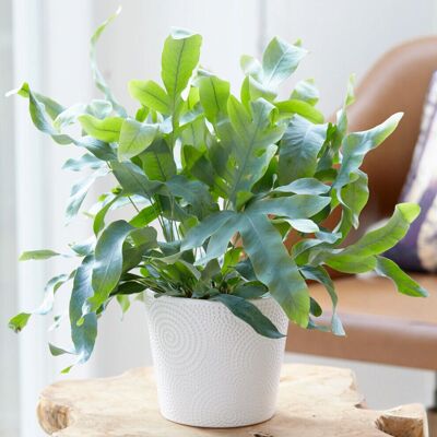 Gardeners Dream Phlebodium Blue Star - Golden Polypody 25-35cm Potted Fern Plants Gardeners Dream Phlebodium Blue Star - Golden Polypody 25-35cm Potted Fern Plants