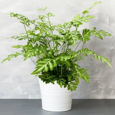 Gardeners Dream Pteris Evergemiensis - Fern - 12cm Pot Gardeners Dream Pteris Evergemiensis - Fern - 12cm Pot