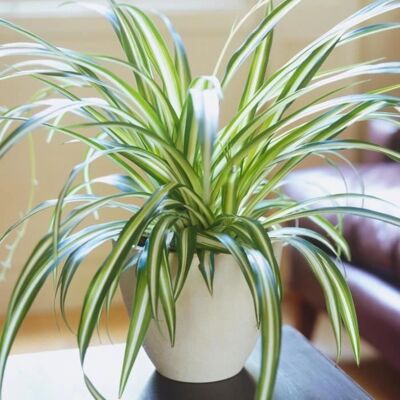 Gardeners Dream Clorophytum Panaché - Plante - Publicité Gardeners Dream Clorophytum Panaché - Plante - Publicité