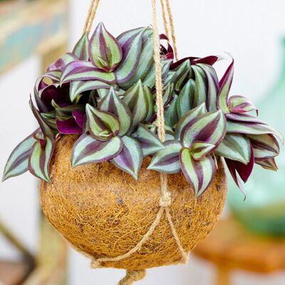 Gardeners Dream Tradescantia Zebrina - Plant Gardeners Dream Tradescantia Zebrina - Plant