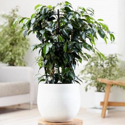 Gardeners Dream Ficus benjamina Danielle - Plant Gardeners Dream Ficus benjamina Danielle - Plant