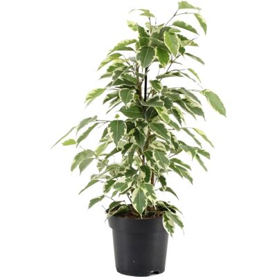 Gardeners Dream - Ficus Starlight Variegated Weeping Fig - Publicité Gardeners Dream - Ficus Starlight Variegated Weeping Fig - Publicité