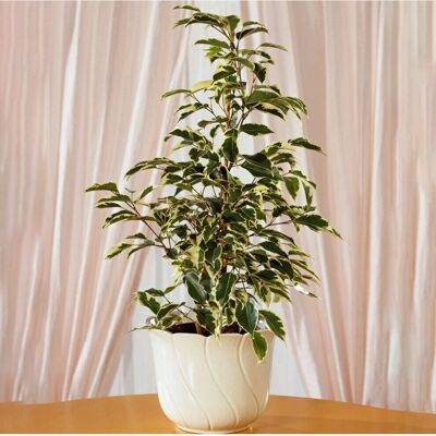 Gardeners Dream - Ficus benjamina Starlight - 12cm - Plante - Publicité Gardeners Dream - Ficus benjamina Starlight - 12cm - Plante - Publicité