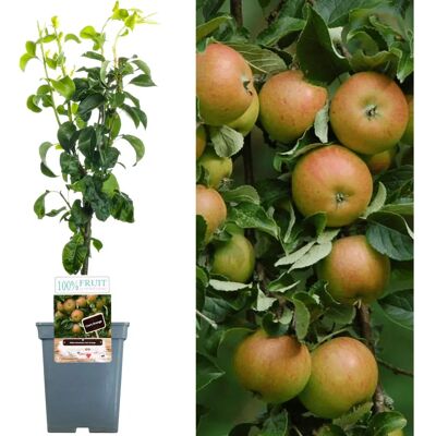 Cox - Patio Fruit Tree Collection - 2-3 ft - Arbres fruitiers - Publicité Cox - Patio Fruit Tree Collection - 2-3 ft - Arbres fruitiers - Publicité
