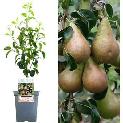 Gardeners Dream - Comice Patio - Hauteur 2-3 ft - Publicité Gardeners Dream - Comice Patio - Hauteur 2-3 ft - Publicité