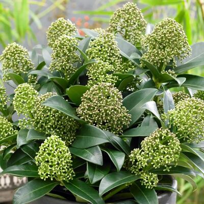 Gardeners Dream - Skimmia Japonica Fragrant Cloud - 5L - Evergreen - Arbuste - Publicité Gardeners Dream - Skimmia Japonica Fragrant Cloud - 5L - Evergreen - Arbuste - Publicité