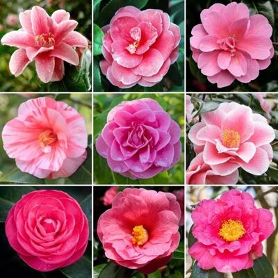 Gardeners Dream Pink Camellia Shrub - Evergreen Flowering Plant Gardeners Dream Pink Camellia Shrub - Evergreen Flowering Plant