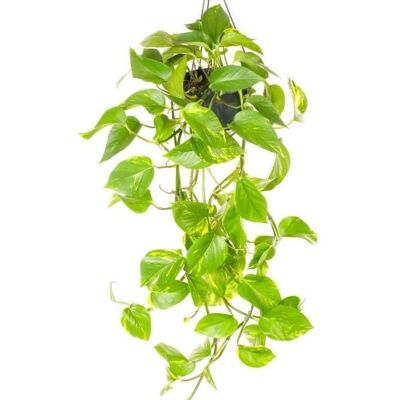 Gardeners Dream - Epipremnum Aureum - 15 cm - plante - Publicité Gardeners Dream - Epipremnum Aureum - 15 cm - plante - Publicité