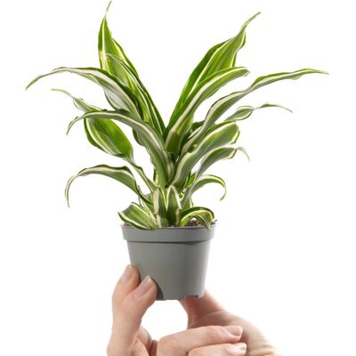 Gardeners Dream - Kanzi Dragon Tree - 6 cm - Plant Gardeners Dream - Kanzi Dragon Tree - 6 cm - Plant