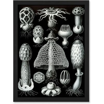 Artery8 Nature - Ernst Haeckel Fungus - black - Wall Art Artery8 Nature - Ernst Haeckel Fungus - black - Wall Art