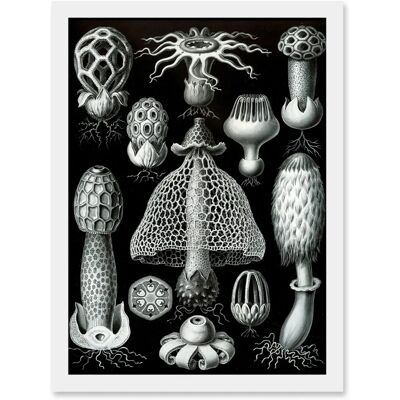 Artery8 Nature - Ernst Haeckel Fungus - A4 - Framed - Wall Art Print Artery8 Nature - Ernst Haeckel Fungus - A4 - Framed - Wall Art Print