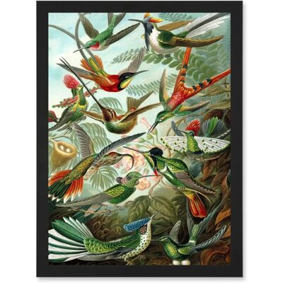 Artery8 - Ernst Haeckel Nature - Hummingbird - Art Print Artery8 - Ernst Haeckel Nature - Hummingbird - Art Print