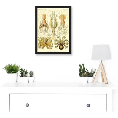 Artery8 - Nature Ernst Haeckel Octopus A4 Artwork - Black - Framed - Wall Art Print Artery8 - Nature Ernst Haeckel Octopus A4 Artwork - Black - Framed - Wall Art Print