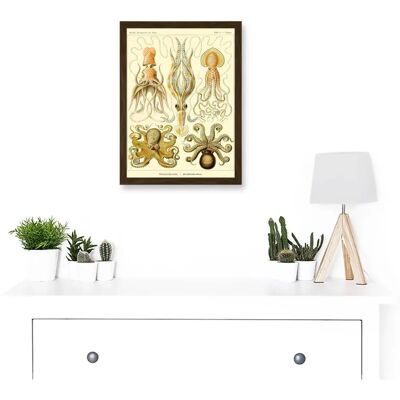 Artery8 - Nature Ernst Haeckel Octopus - A4 - Framed - Wall Art Print Artery8 - Nature Ernst Haeckel Octopus - A4 - Framed - Wall Art Print