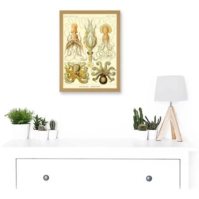 Artery8 Nature - Ernst Haeckel Octopus - A4 - Wall Art Artery8 Nature - Ernst Haeckel Octopus - A4 - Wall Art