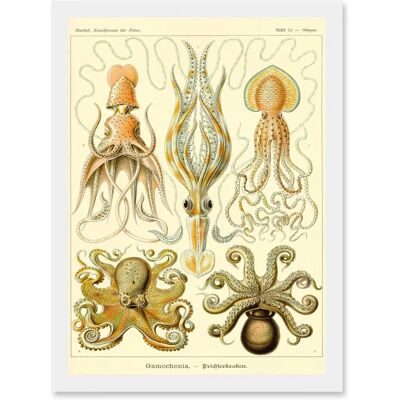 Artery8 Nature Ernst Haeckel Octopus - A4 - white - wall art Artery8 Nature Ernst Haeckel Octopus - A4 - white - wall art
