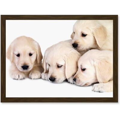 Artery8 Puppys Golden Retriever - brown - A4 - Wall art print Artery8 Puppys Golden Retriever - brown - A4 - Wall art print