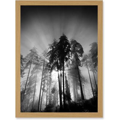 Artery8 - Trees Light Fog Moonlit Forest - A4 - Art Print Artery8 - Trees Light Fog Moonlit Forest - A4 - Art Print