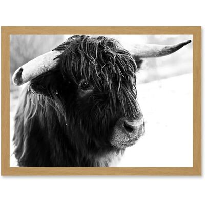 Artery8 - Highland Cow Bull Horns Photo A4 - Wall Art Artery8 - Highland Cow Bull Horns Photo A4 - Wall Art