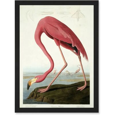 Artery8 - Painting Nature Audubon American Flamingo A4 - Artwork Artery8 - Painting Nature Audubon American Flamingo A4 - Artwork
