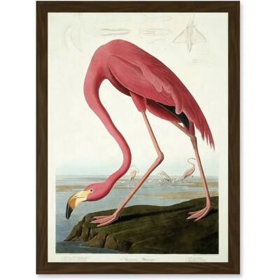 Artery8 - Painting Nature Audubon American Flamingo - brown - A4 - Wall Art Artery8 - Painting Nature Audubon American Flamingo - brown - A4 - Wall Art
