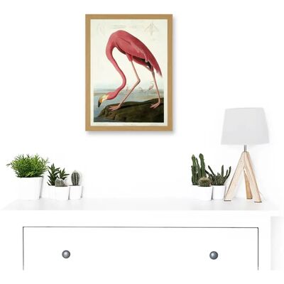 Artery8 - Audubon American Flamingo - A4 - Framed - Wall Art Print Artery8 - Audubon American Flamingo - A4 - Framed - Wall Art Print